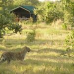 A leopard visiting Sango Camp