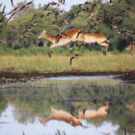 Red lechwe antelope jumping through shallow water with birds flying at Kwara Camp.