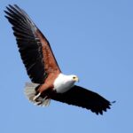 Fish Eagles are often seen in the vicinity of Setari