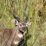 An elusive Sitatunga seen in the surrounds of Setari Camp