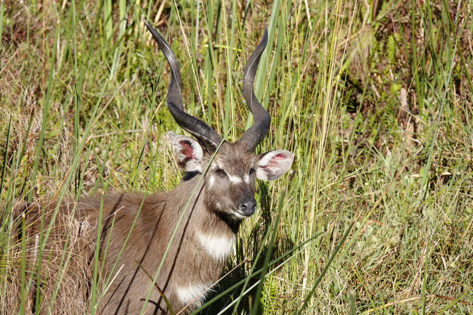 An elusive Sitatunga seen in the surrounds of Setari Camp