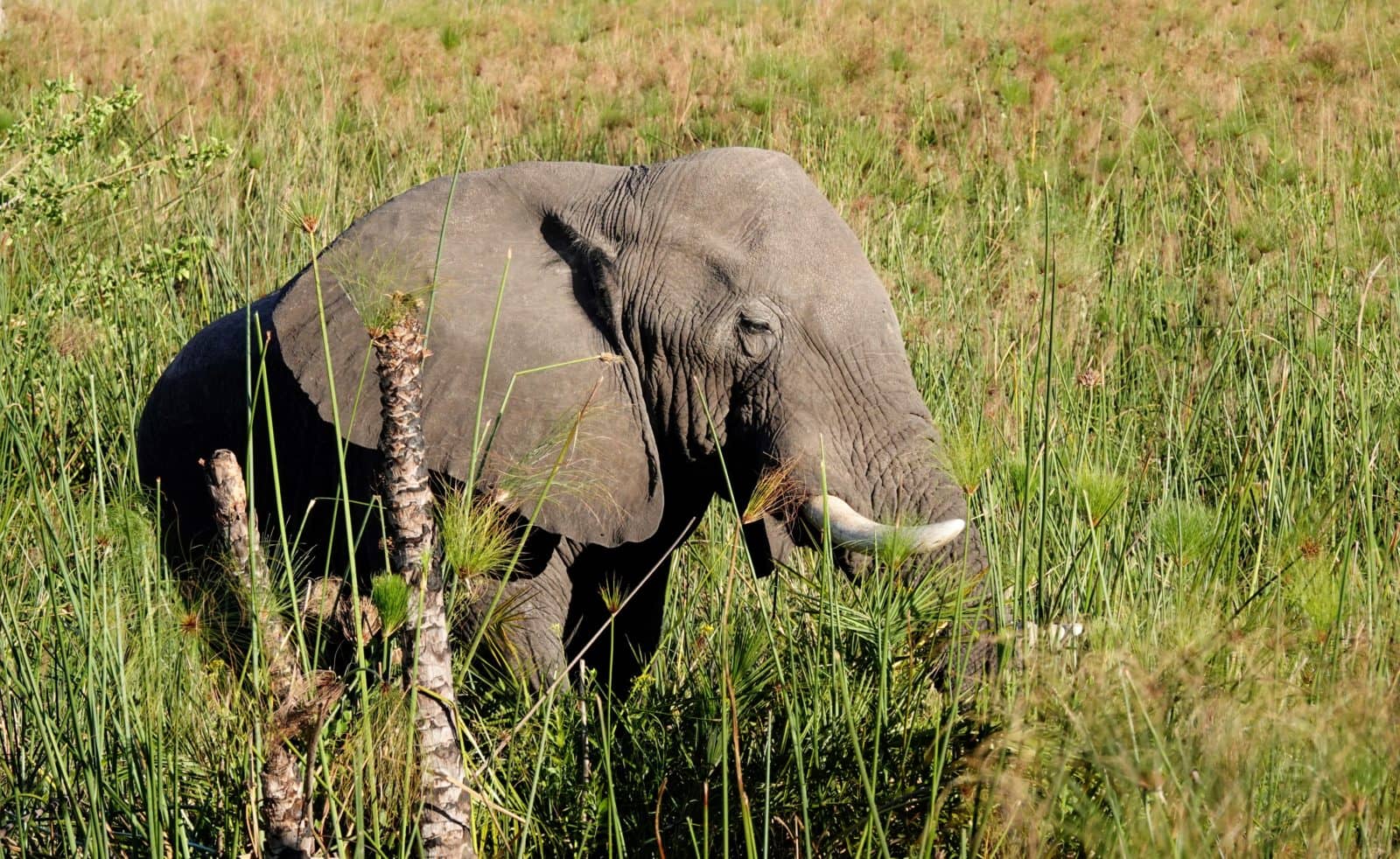 Elephant spotted in the reedbeds