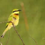 Little Bee eaters are just one of many species found in Setari 's vicinity