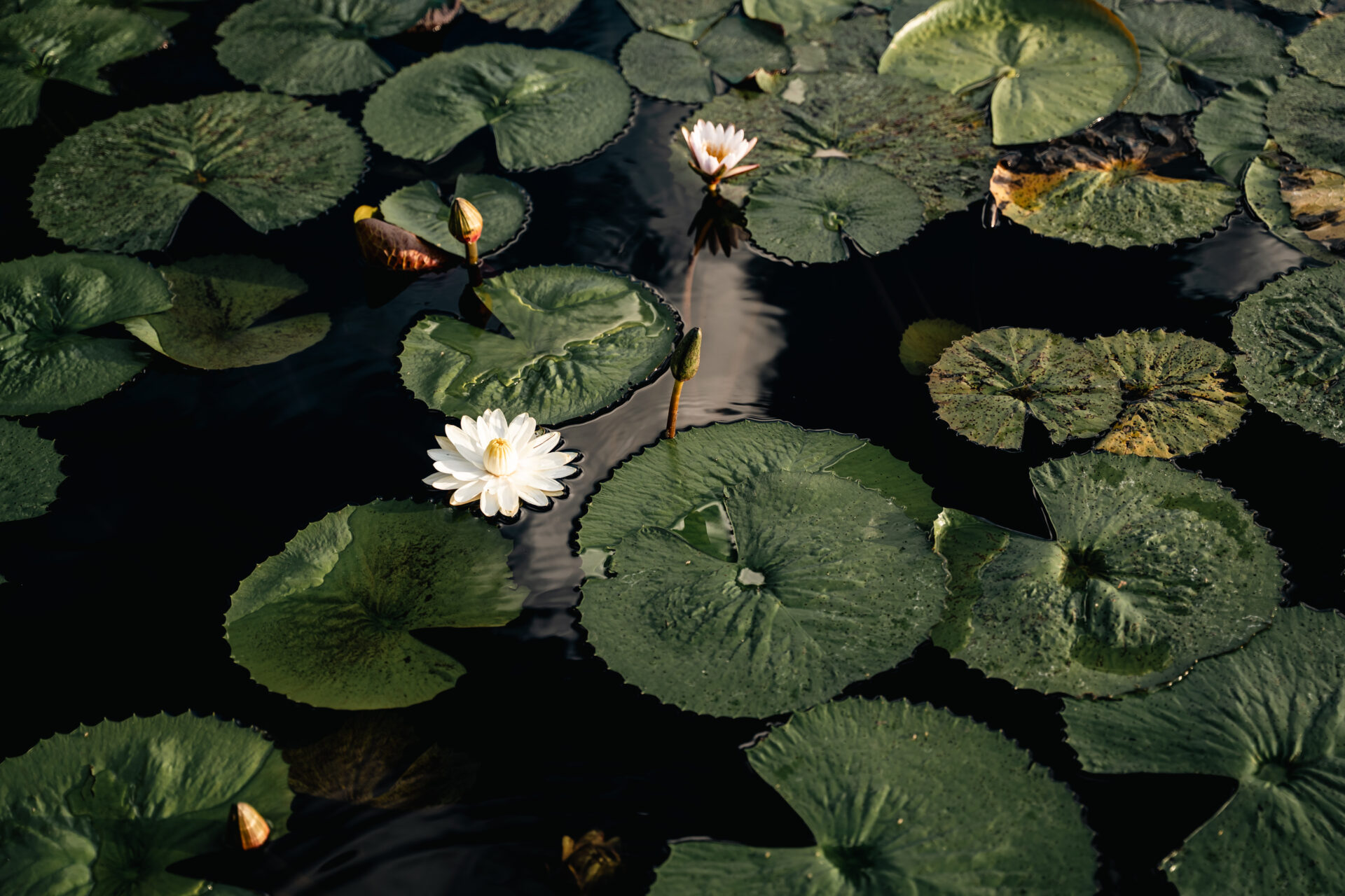 White water lilies floating on dark water in the Okavango Delta.