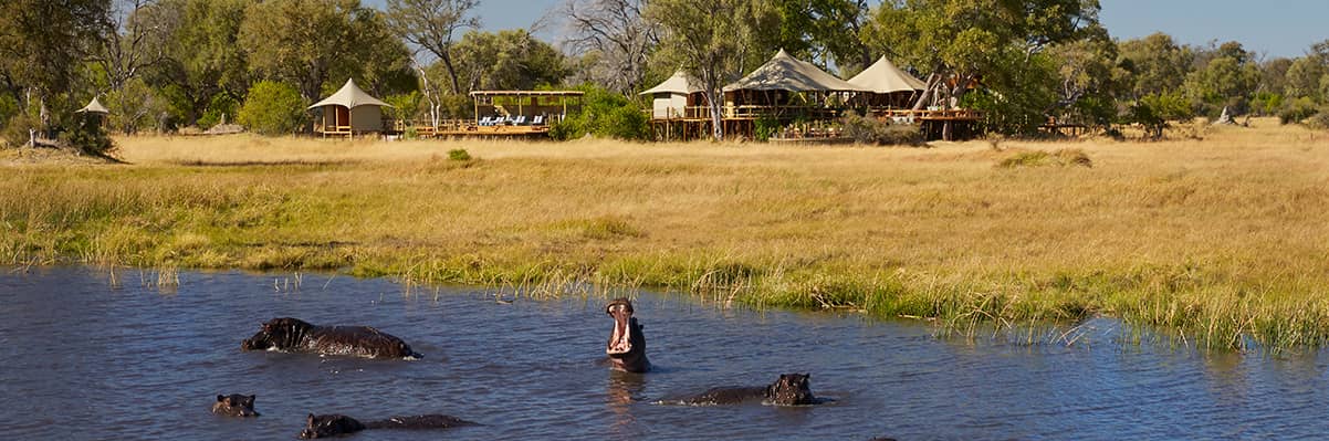 Hippos yawn in front of the luxurious Tuludi Camp