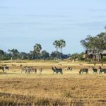 Plains game roaming free in front of Xigera Safari Lodge