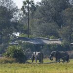 Elephants feeding in front of Xigera Safari Lodge