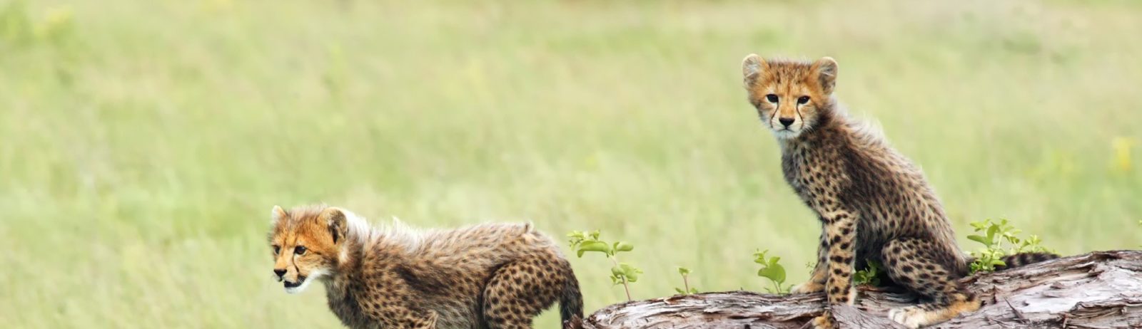 The cheetah cubs in Kwara Okavango delta