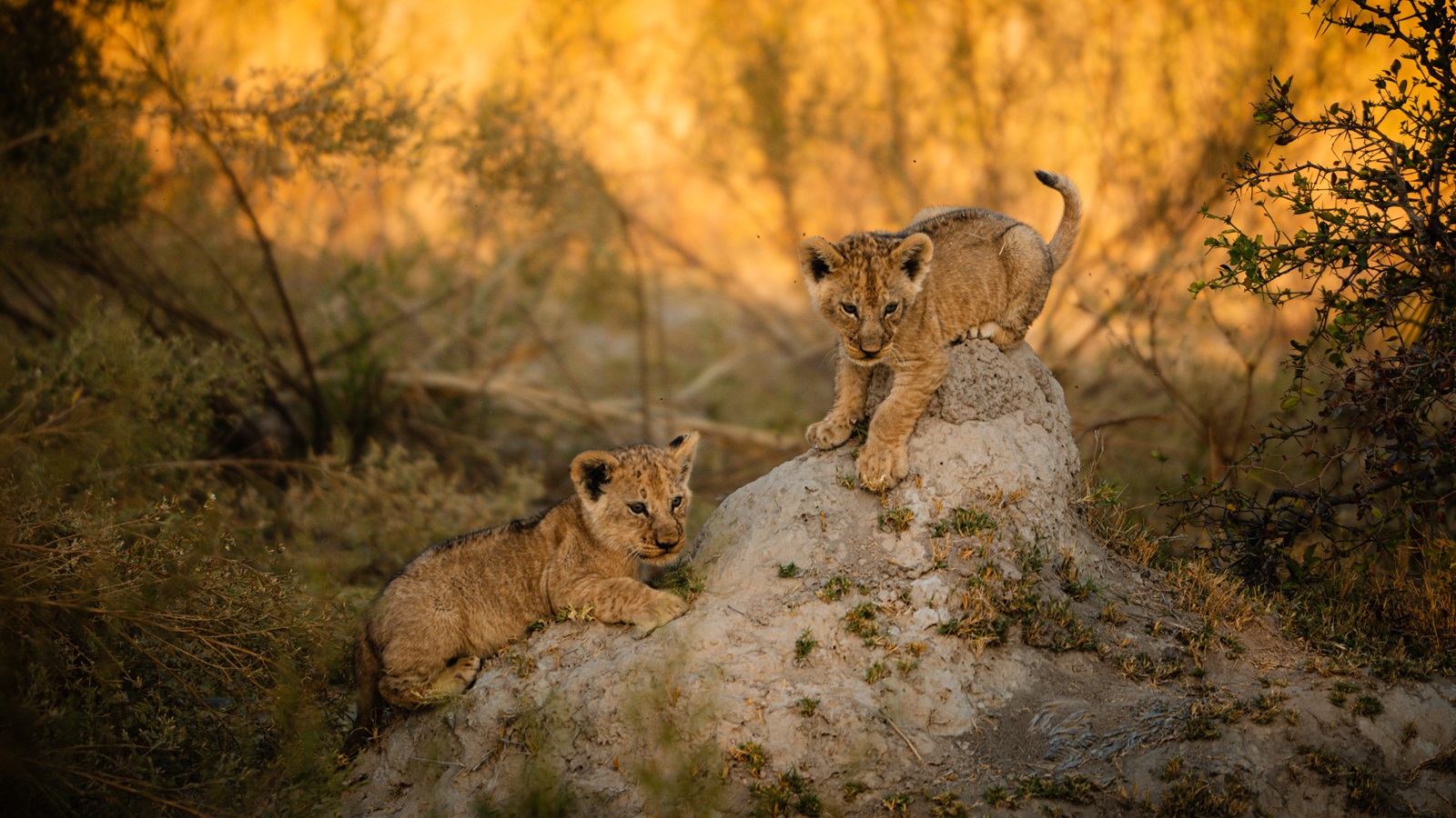 Two lion cubs playing and climbing on a termite mound at Kanana Camp in the Okavango Delta, Botswana.