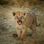 A playful lion cub is captured mid-growl near Kanana Camp in Botswana’s Okavango Delta.