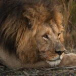 Fully grown male lion resting on his paw at as the sun goes down.