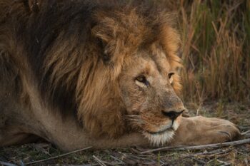 Fully grown male lion resting on his paw at as the sun goes down.