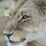 Lioness portrait taken on the khwai private reserve