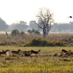 Okavango Mobile Expeditions antelope sighting