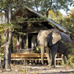 Guest tent at Elephant Pan with elephant in foreground it is common for the animals to wander around the camp