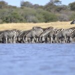 Zebra drinking along the Boteti River at Meno a Kwena