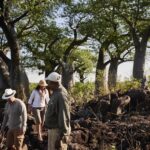 Savute Elephant Lodge guided walking safari