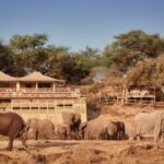 Savute Elephant Lodge's waterhole attracts plenty of wildlife