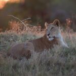 Lioness resting in the afternoon shade in Savute with Bushways Safaris