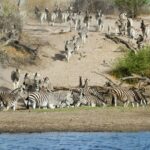 Zebra drink at the Boteti river