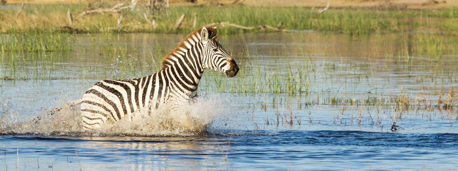 Zebra running through boteti river