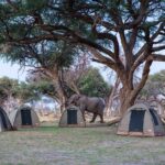 Wildlife accesses Bush Ways camp sites offering an authentic safari experience