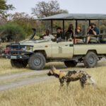Camp Xakanaxa guests enjoy an exciting sighting of African Wild Dog