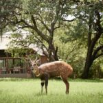 Guests delight in the close proximity of wildlife to Chobe Chilwero Lodge