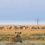 Lion hunting zebra herd on game drive from Chobe Game Lodge