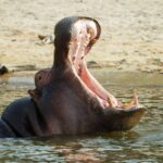 Yawning hippo captured by camera in Chobe River