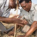Making fire the bushman way on Bushman walk from Dinaka Camp