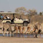 Plains game drink thirstily from a shallow water pan in the Kalahari