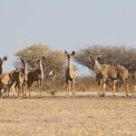 A kudu family seen at the hide at Dinaka Camp
