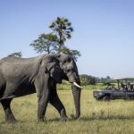Elephant are common on game drives at DumaTau