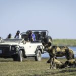 African Wild Dog sighting from Duma Tau safari vehicle