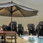 Elephant visitors to the Feline Field Lodges' swimming pool & sun loungers