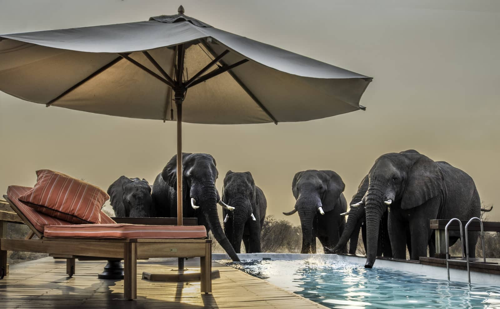 Elephant visitors to the Feline Field Lodges' swimming pool & sun loungers