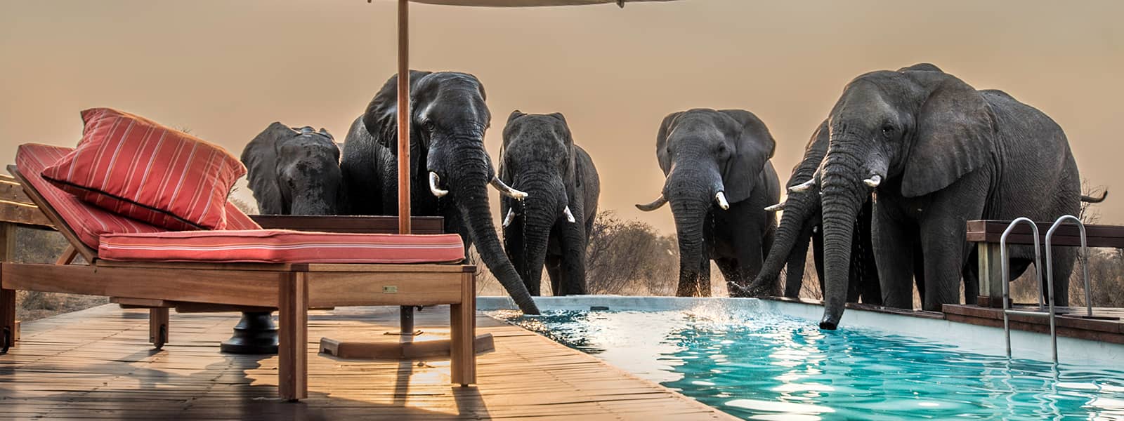 Elephant visitors to the Feline Field Lodges' swimming pool & sun loungers
