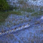 The vast Selinda reserve is rich in wildlife and one of the best places to visit in Botswana