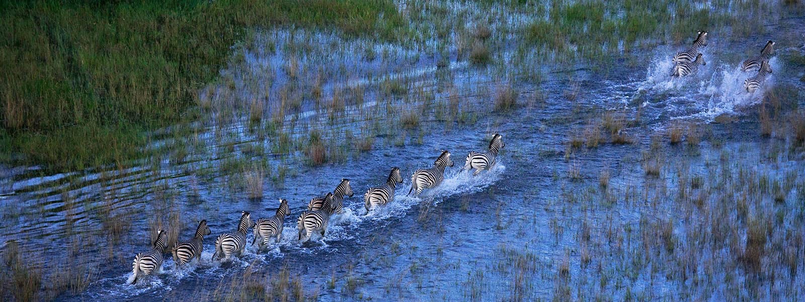 A line of zebra at Peperre Island