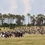 The zebra migration in the summer months makes the pans one of the best places to visit in Botswana