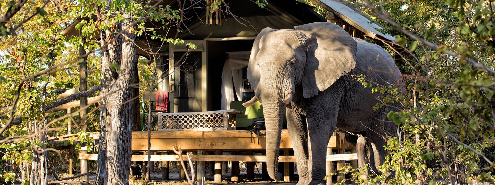 Elephant visitor to guest tent at ElephantPan