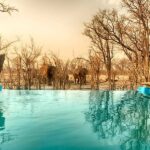 Elephant approach the pool at Elephant Pan for a drink to quench their thirst
