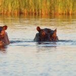 Hippos are found around Kadizora Camp