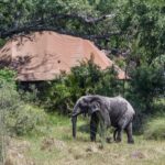 Elephant visitor to Kanana Camp guest tent