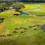 Aerial view of elephants walking through Linyanti floodplains near Linyanti Leadwood camp in Botswana.