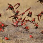 Kings Pool - Carmine bee eaters