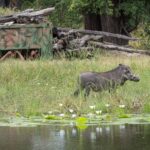 Kings Pool has a unique ground level hide for exciting game viewing