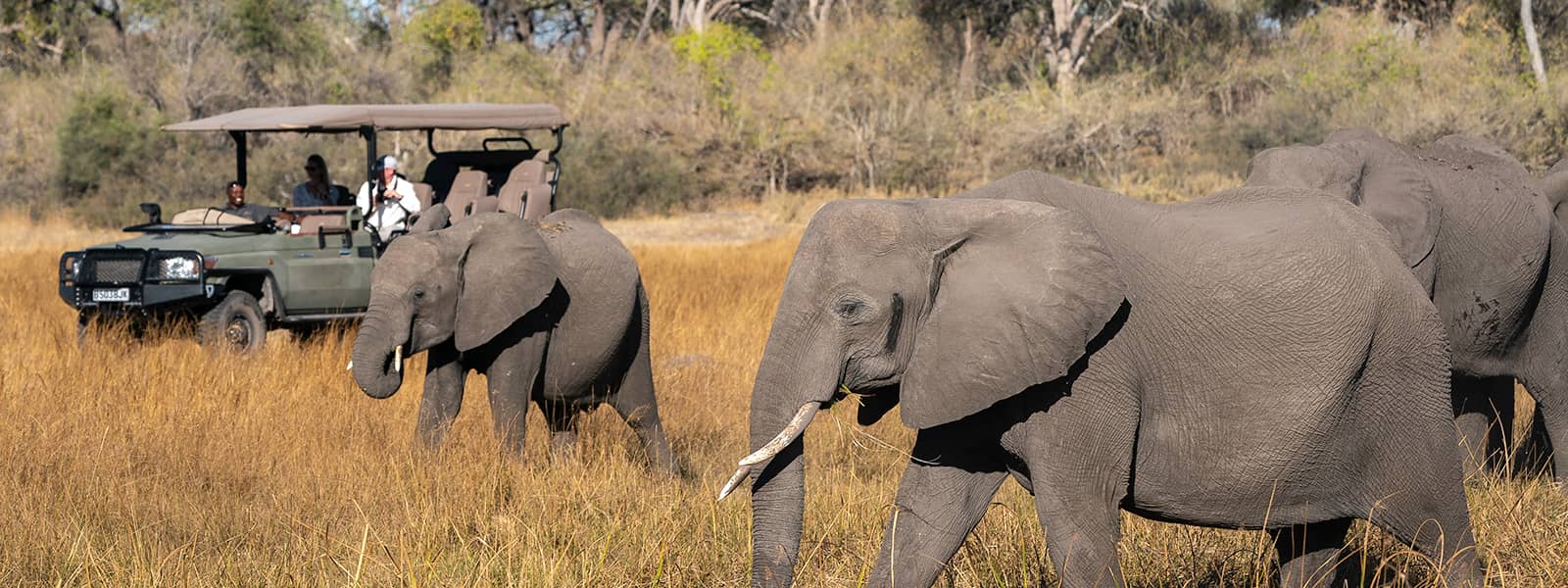 Elephant visitors at Duma Tau