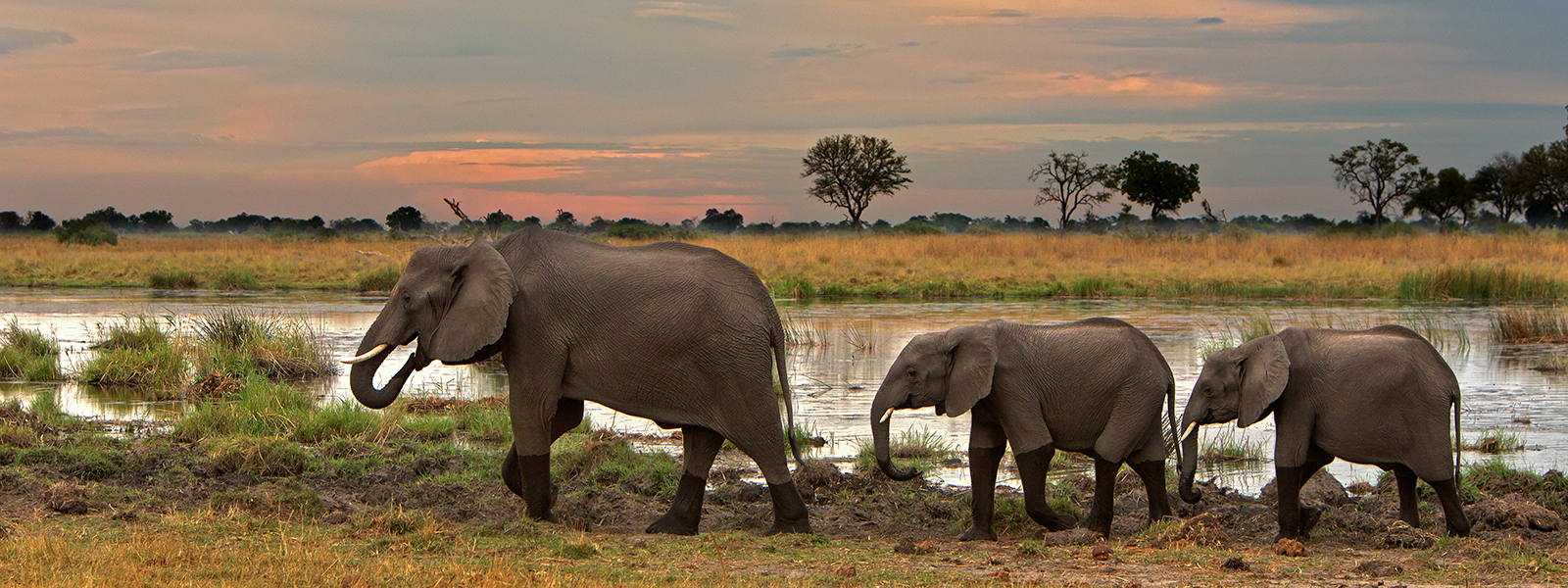 Three elephants walking through shallow water in front of trees at sunset.
